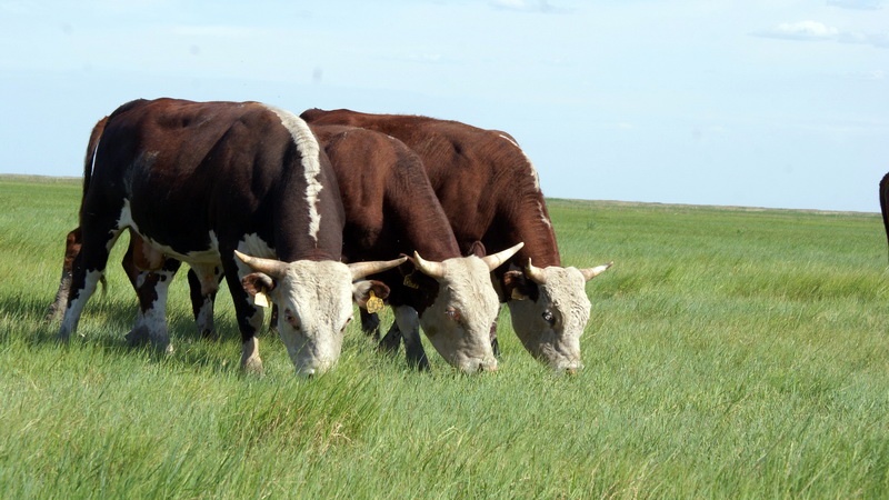 Национальный проект «Международная кооперация и экспорт»: Оренбуржье планирует экспортировать крупный рогатый скот в Узбекистан