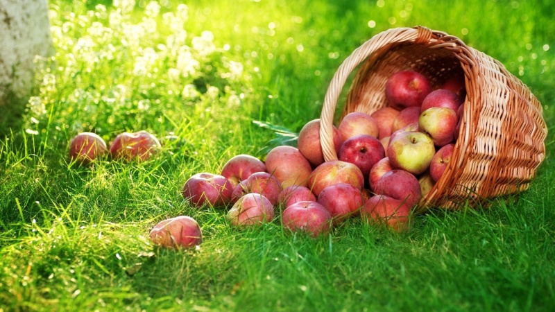 Впервые в Оренбуржье появится яблочная аллея