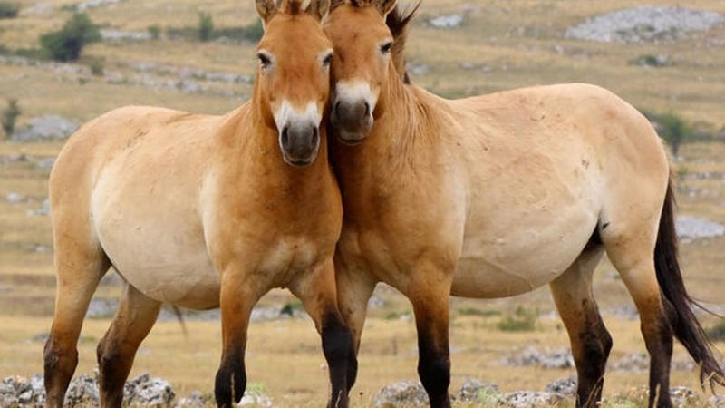 Юным читателям расскажут о последней дикой лошади на Земле
