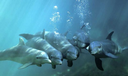 «Загадочный мир китов, дельфинов и акул»