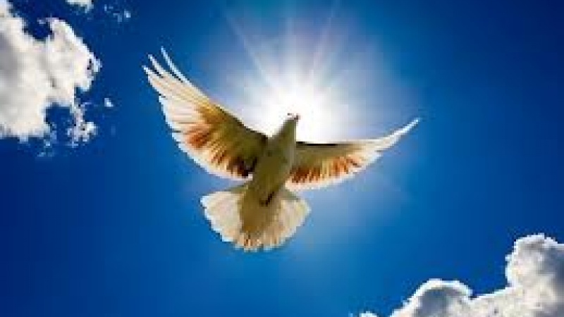 В честь юбилея Победы сотни бумажных голубей взмоют в небо над Оренбургом