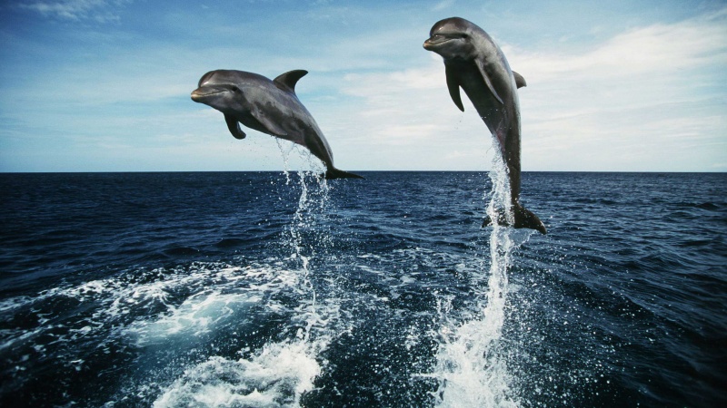 Юные книгочеи отметят Всемирный день китов и дельфинов