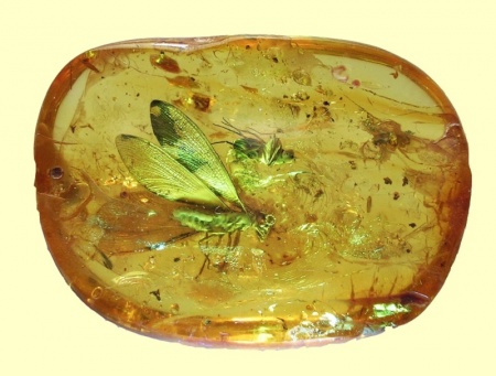 Доисторические насекомые в янтаре