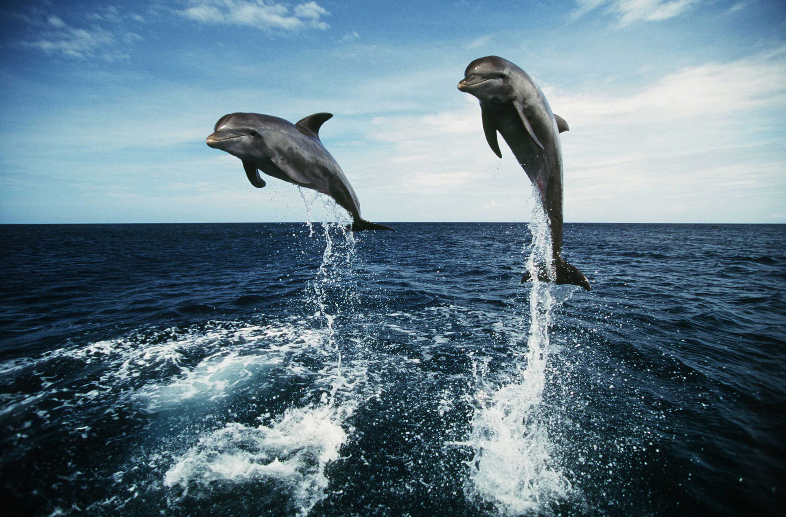 Юные книгочеи отметят Всемирный день китов и дельфинов