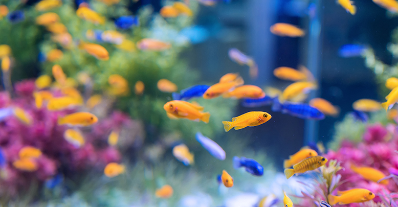 Хочу всё знать (27 серия) - О соцсетях, кислороде и рыбках в аквариуме  Киностудия М. Горького