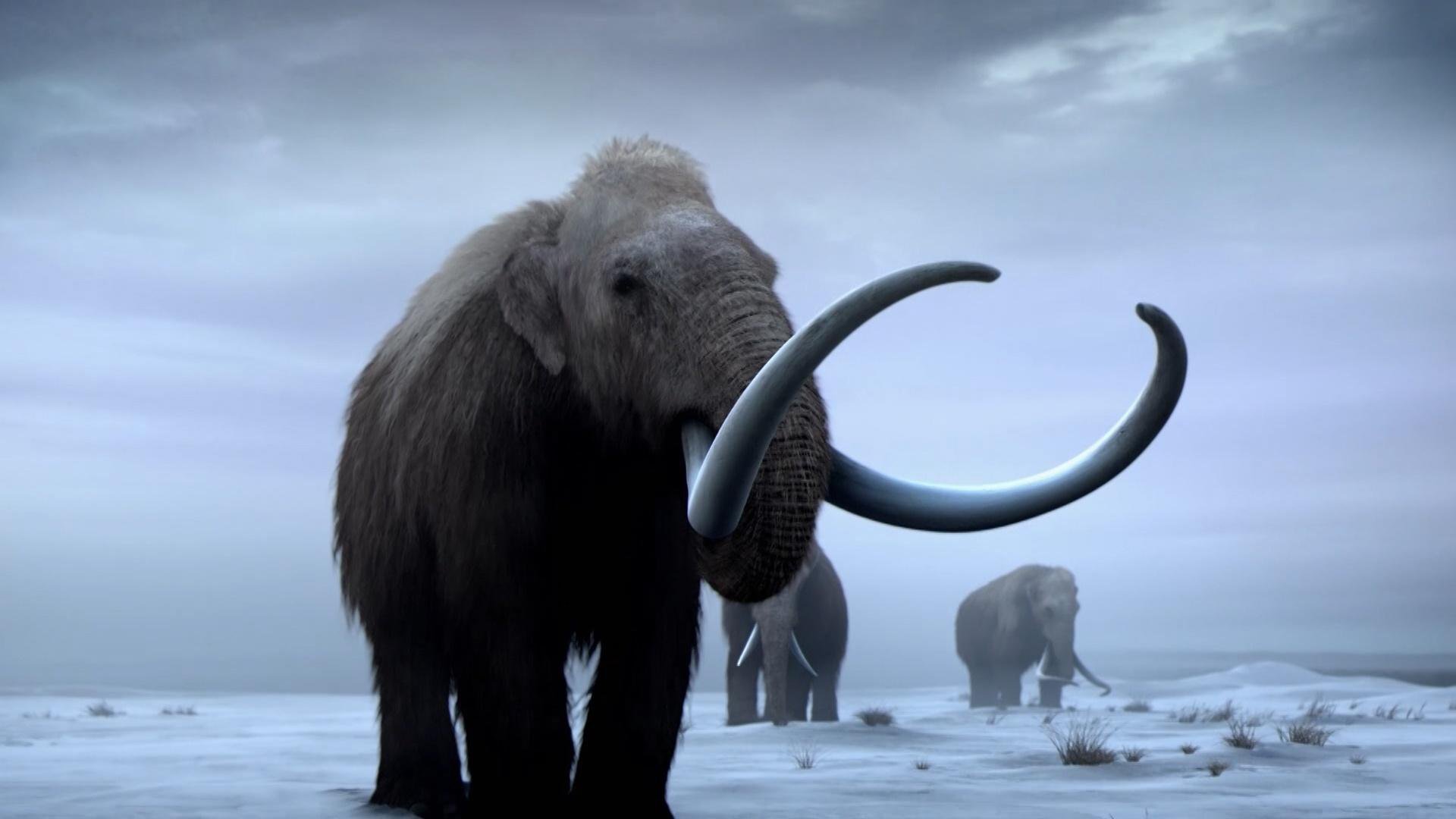 znaleziono zamarznietego mamuta torrent