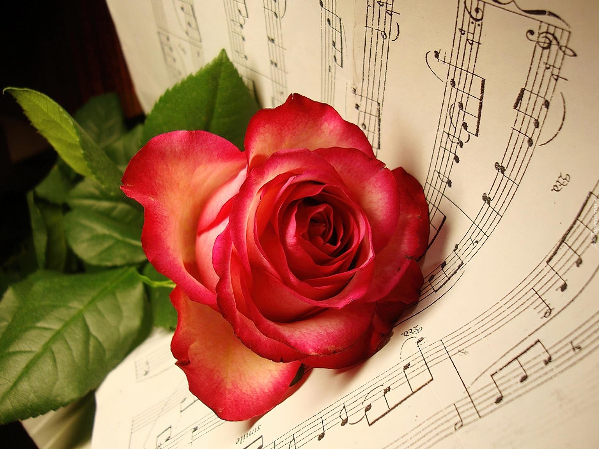 Музыка для тебя. Музыкальный цветок. Букет цветов и нотки. Ноты и цветы. Букет цветов и Ноты.