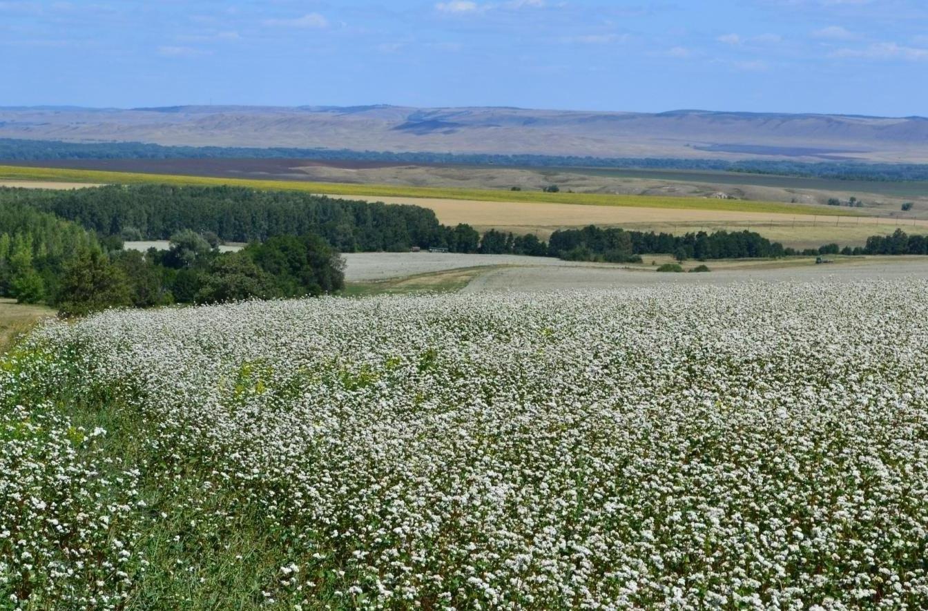 Выставка «Оренбуржье»