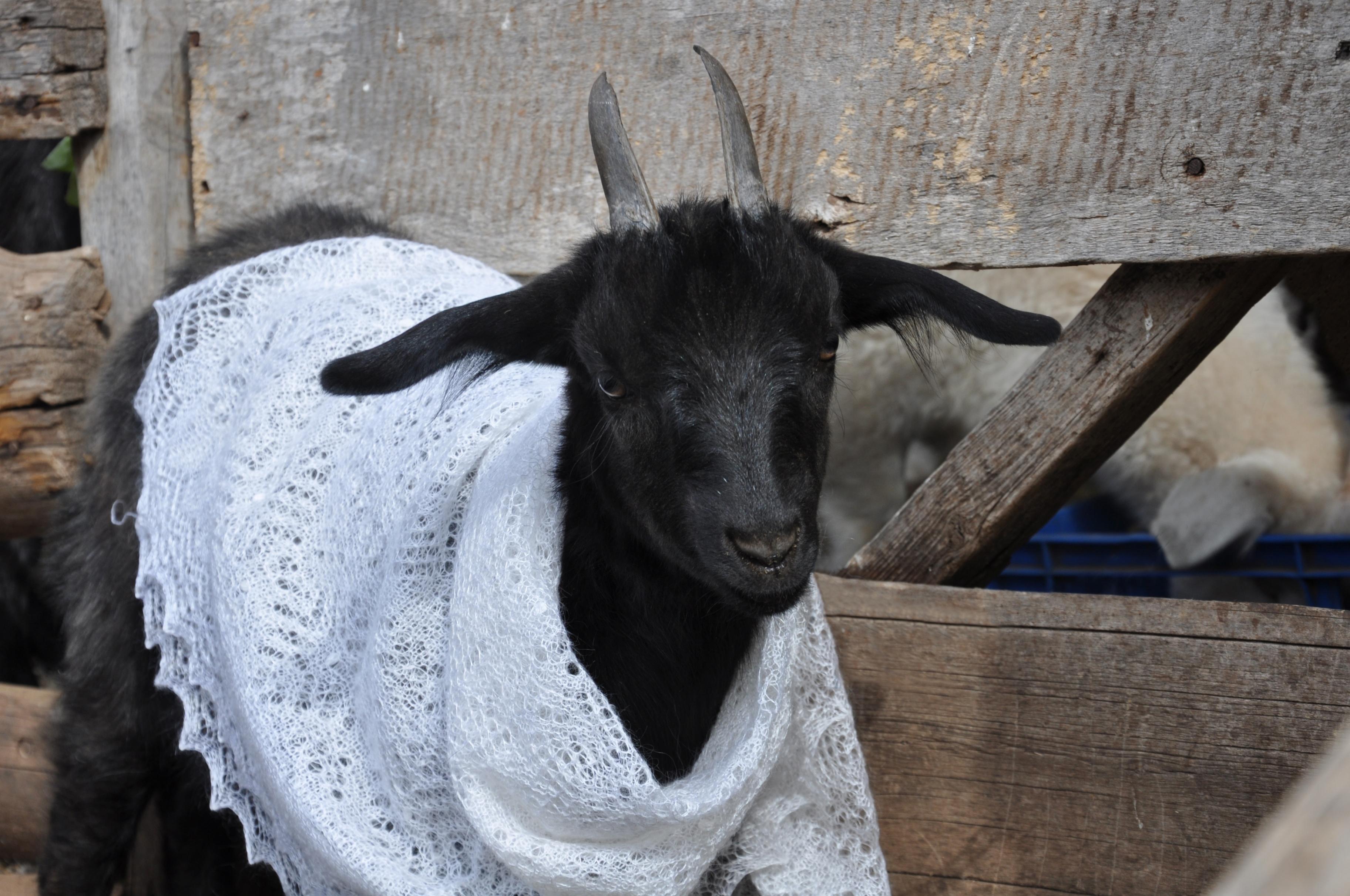 Музейное занятие «Об оренбургской козе и пуховом платке»