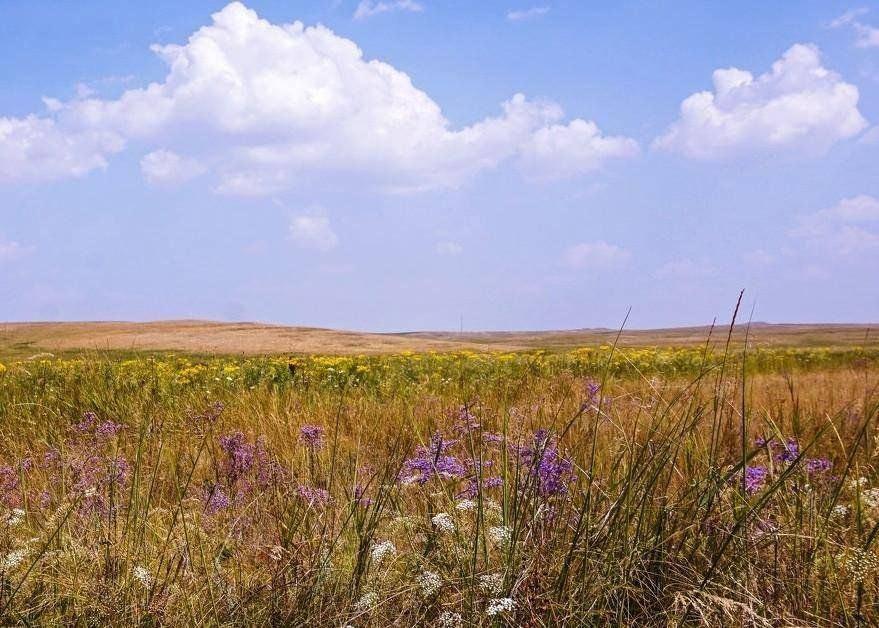 Музейный урок «Степное многоголосье»