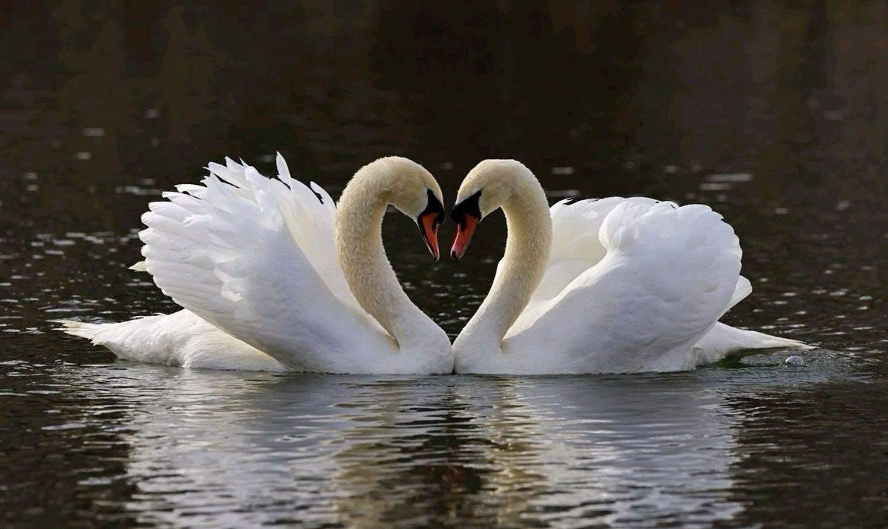 Концерт «Карнавал животных»