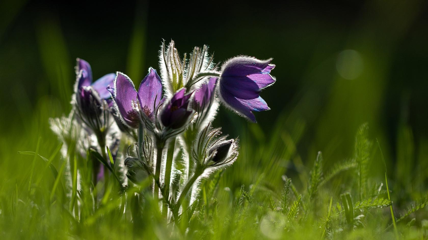 Программа «Цветочная мозаика на страницах книг»