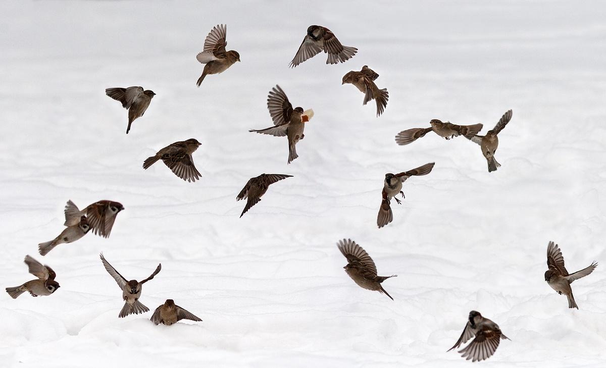 Программа «Жаворонки»