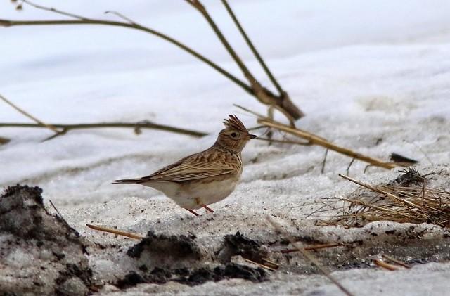 Программа «Жаворонки прилетели – весну принесли»