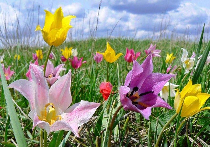 Программа «Первые цветы Урала»