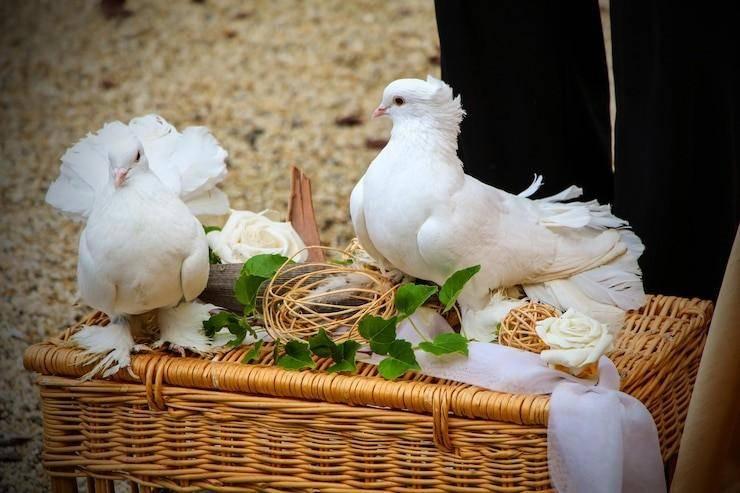 Спектакль «Любовь и голуби»
