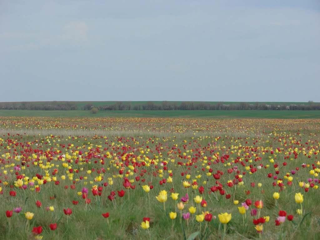 Выставочный проект «Оренбуржье»