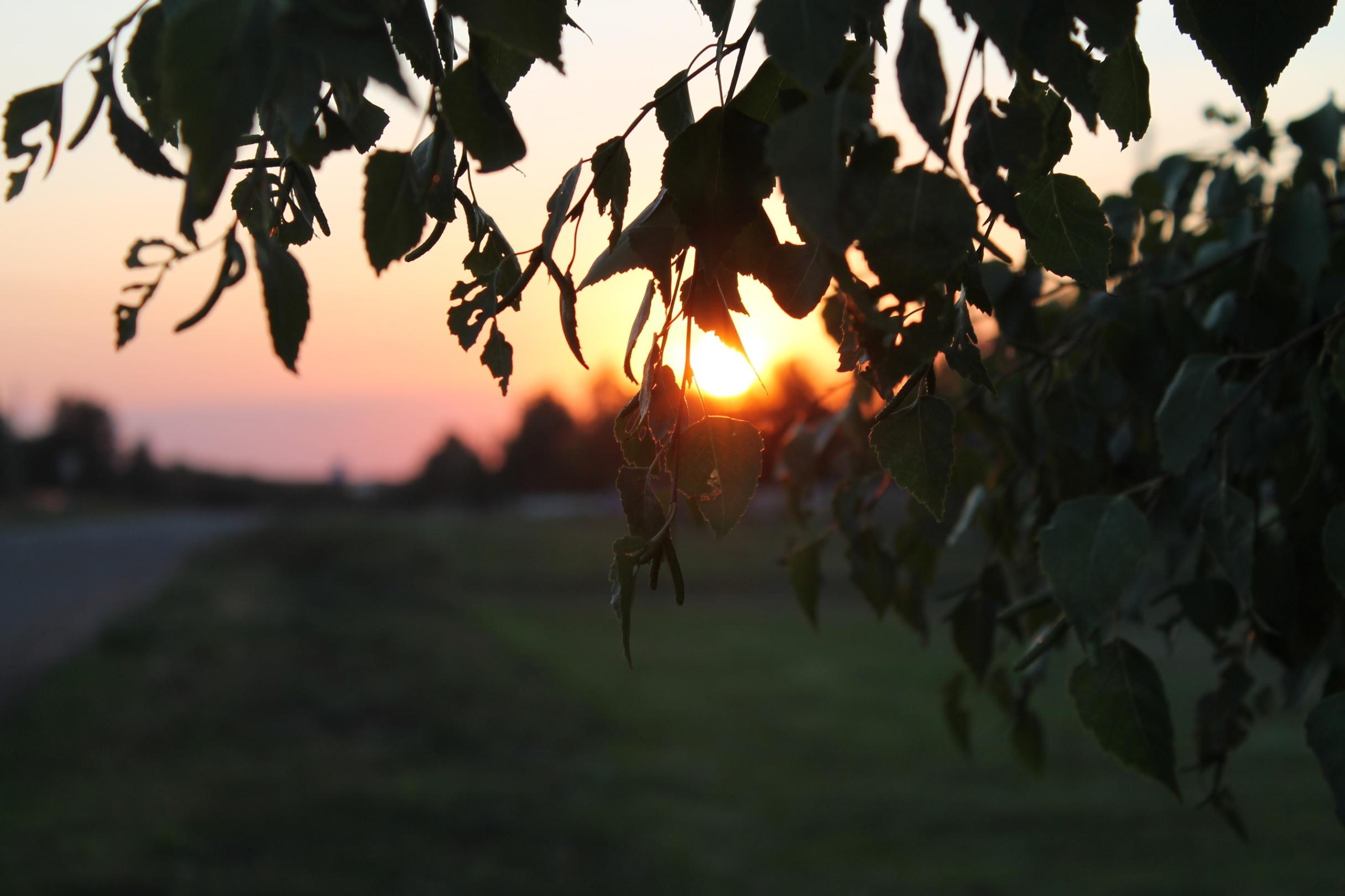 Культурно-просветительская программа «Белая береза»