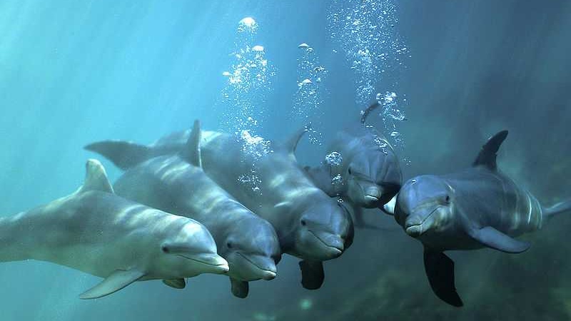 Программа «Загадочный мир китов, дельфинов и акул»